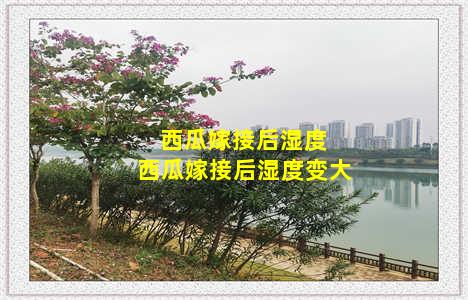 西瓜嫁接后湿度 西瓜嫁接后湿度变大